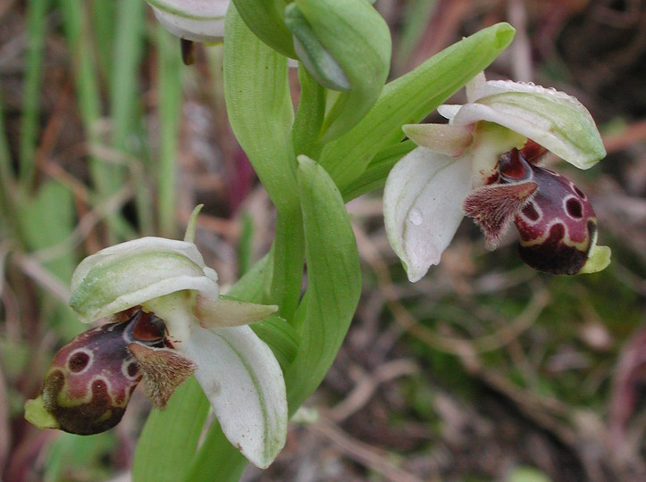 Ophrys umbilicata