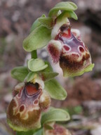 Ophrys flavomarginata