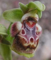 Ophrys flavomarginata