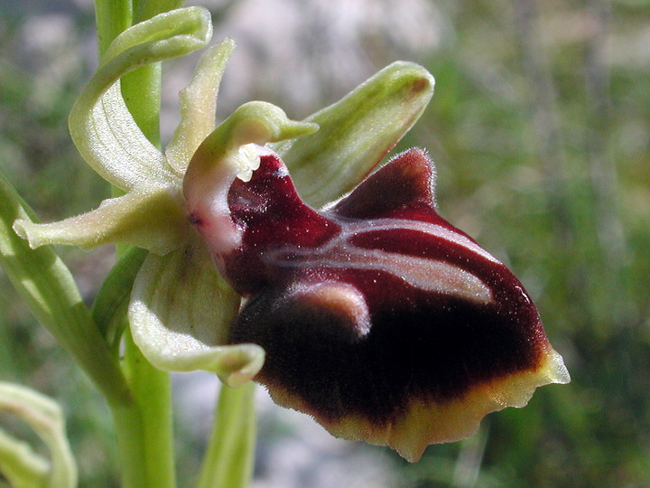 Ophrys aesculapiiformis