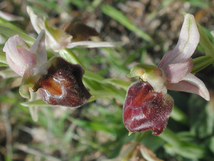 Ophrys elegans