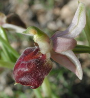 Ophrys elegans