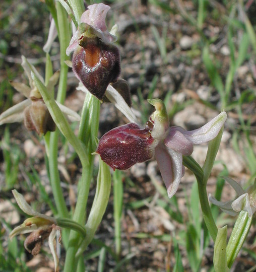 Ophrys elegans