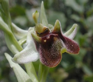 Ophrys levantina