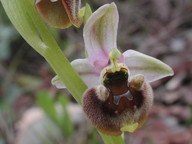 Ophrys levantina?