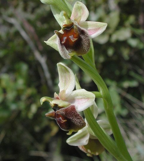 Ophrys levantina