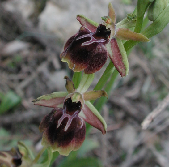 Ophrys aesculapiiformis