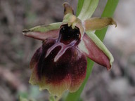 Ophrys aesculapiiformis