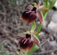 Ophrys aesculapiiformis