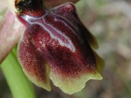 Ophrys aesculapiiformis