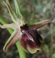 Ophrys aesculapiiformis