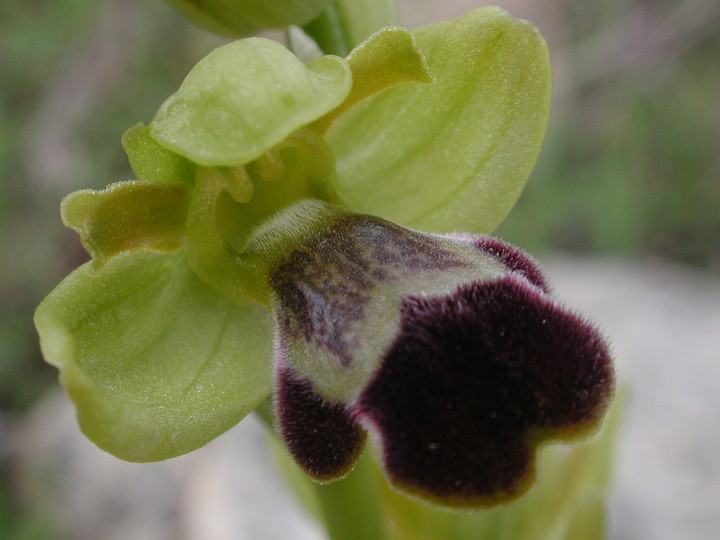 Ophrys israelitica