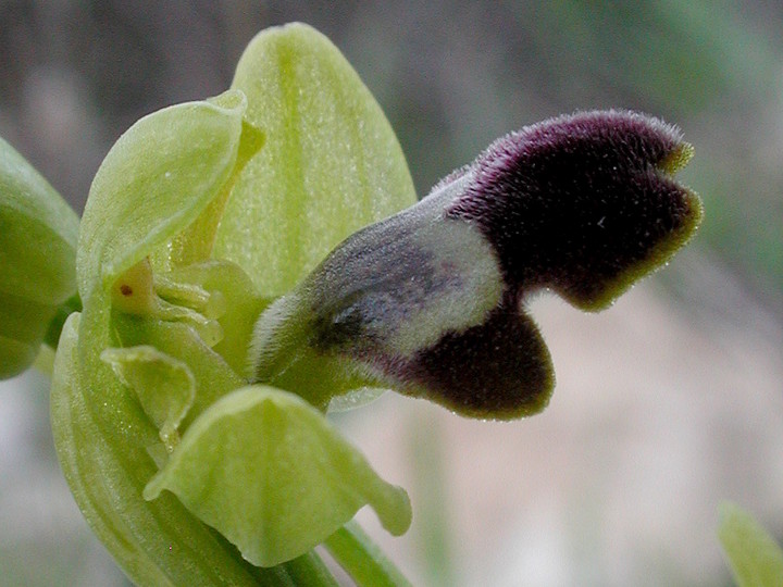 Ophrys israelitica