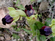 Ophrys iricolor