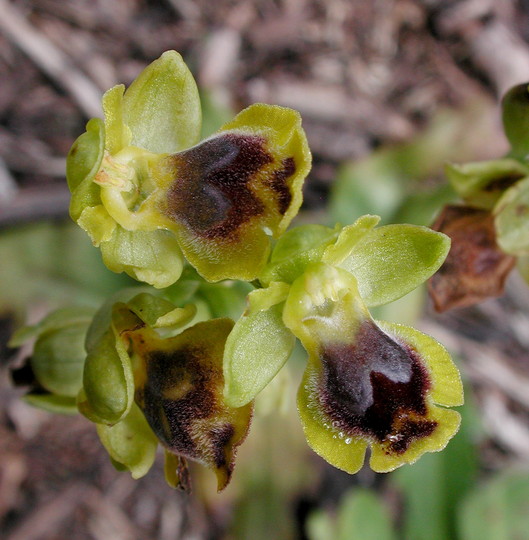Ophrys galilaea