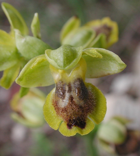 Ophrys galilaea