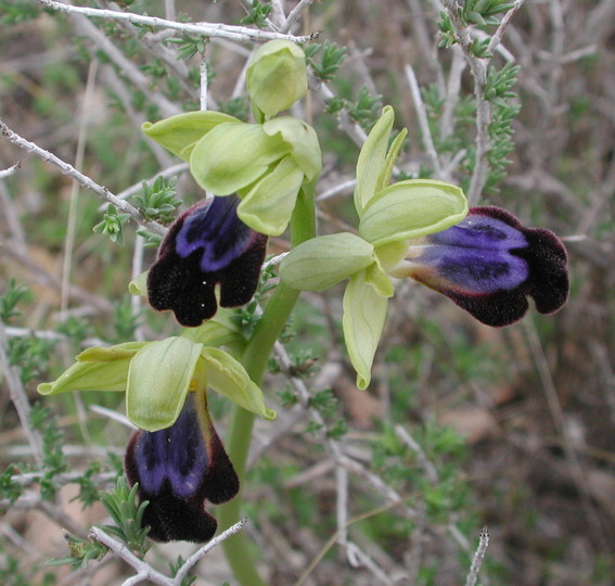 Ophrys iricolor