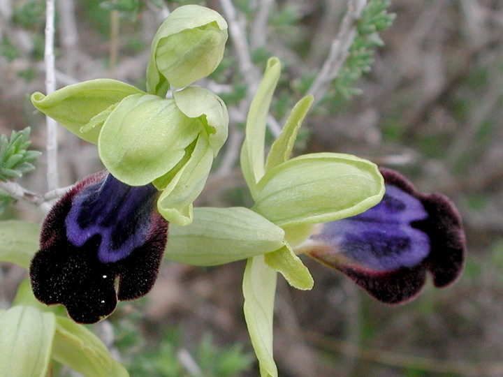 Ophrys iricolor