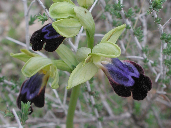 Ophrys iricolor