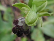 Ophrys funerea