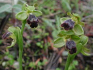 Ophrys funerea