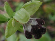 Ophrys funerea