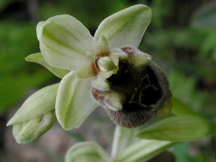 Ophrys bornmuelleri x levantina?
