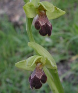 Ophrys israelitica