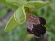Ophrys israelitica