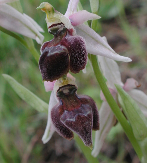 Ophrys elegans