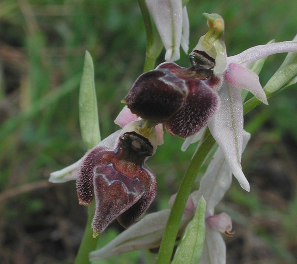 Ophrys elegans