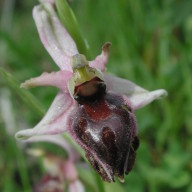 Ophrys elegans