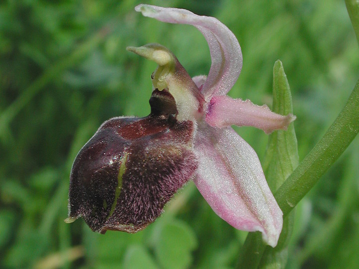 Ophrys elegans