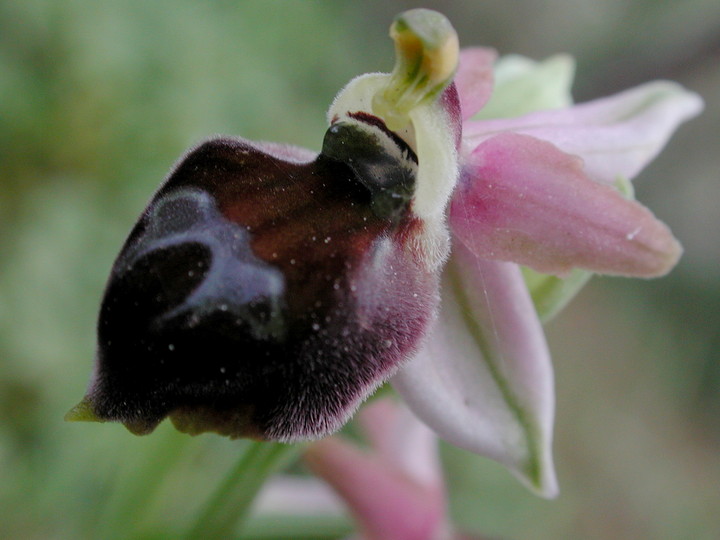 Ophrys elegans