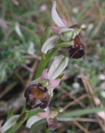 Ophrys elegans