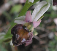 Ophrys elegans