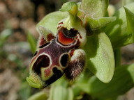 Ophrys rhodia?