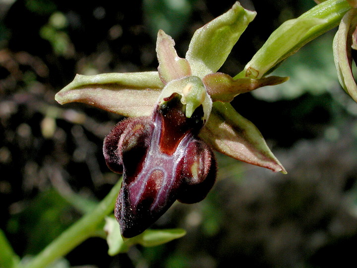 Ophrys mammosa