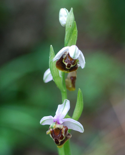 Ophrys oreas