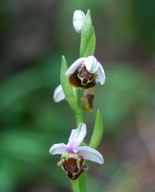 Ophrys oreas