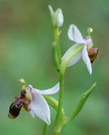 Ophrys heterochila