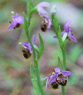 Ophrys oreas