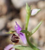 Ophrys cornutula