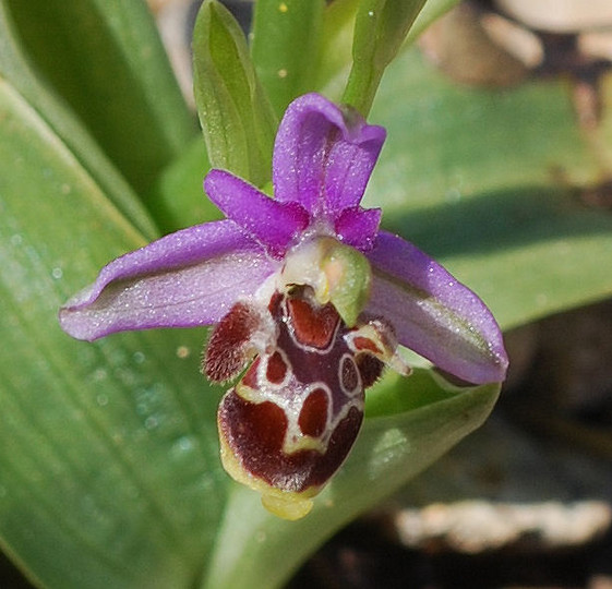 Ophrys cornutula