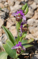 Ophrys cornutula