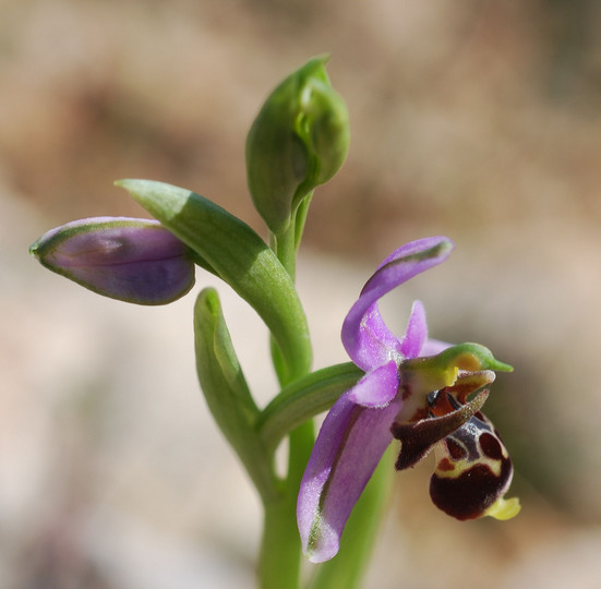 Ophrys cornutula