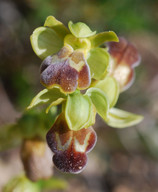 Ophrys lindia