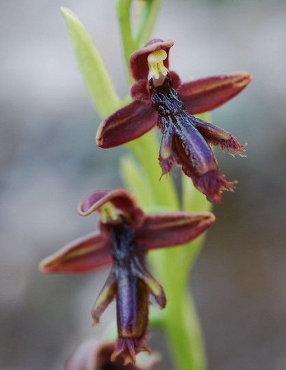 Ophrys regis-ferdinandii