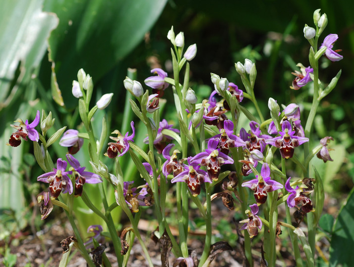 Ophrys cornutula