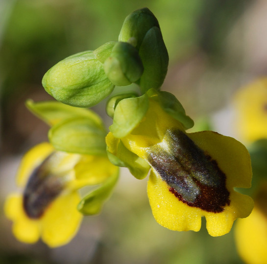 Ophrys phryganae